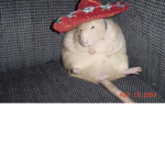 fat rat’s<3