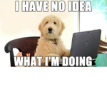 DOGE WAR ll
