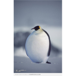 Obese Bird Club