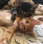 Kittens to power!