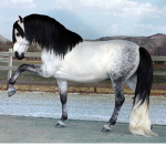 Vally riding