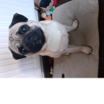 Team pugs forever!!!
