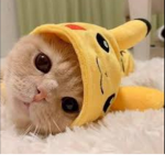 Kitty michis