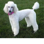 dogs rule