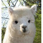 Alpaca nation