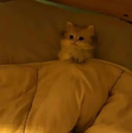 Adopt me pets giveaways!!