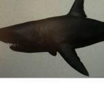 Shark god group