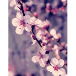 Blossomz Group