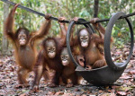 Original Orangutan