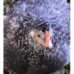 THE HEN