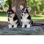Kam’s Corgis