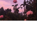eamaa