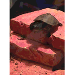 Turtles boi