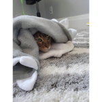 CatShark