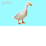 Samurai ducks