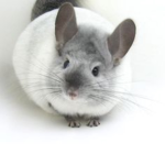 The Chinchilla Notebook