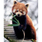 The Fire Panda Group