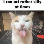Silly Catz!!!111!