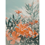 bloom outfitters