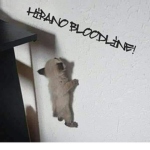 The Hirano Bloodline・平野