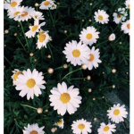 ~*Daisies*~