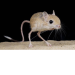 ROBLOX Mice