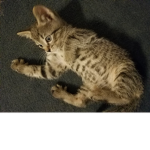 Kitten group (for cat fans)
