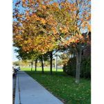 Tree Fun
