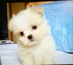 Fans dog