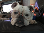 (Ginger the bulldog)