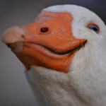 Goose Fan group