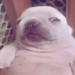 Pibble Corps