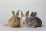 Super bunny's bunny club
