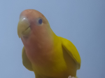 Lovebirds113