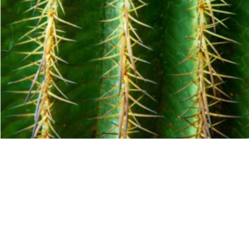 cactus jack (chapter 4) the aftermath