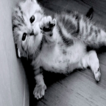kitty rocket ship land