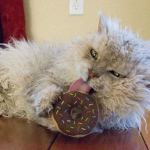 *Donut Cat Squad*