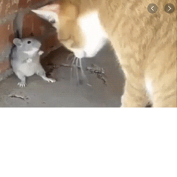 Rat Meeting