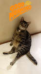 BEANS1000FAT