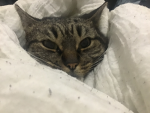 Iheartmycat4ever