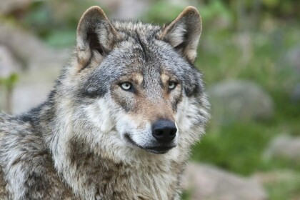 Wolves Forest