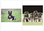 German Shepherd crew r s k