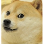 Hi it me dog
