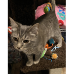 Kittens friendly group