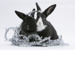 Black and Silver Bunnies