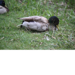 duck gang >:)