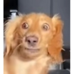 The doge and garfield club