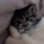 ‘meowt