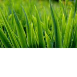 Grass inc Group