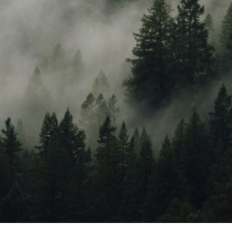 Foggy forest survival